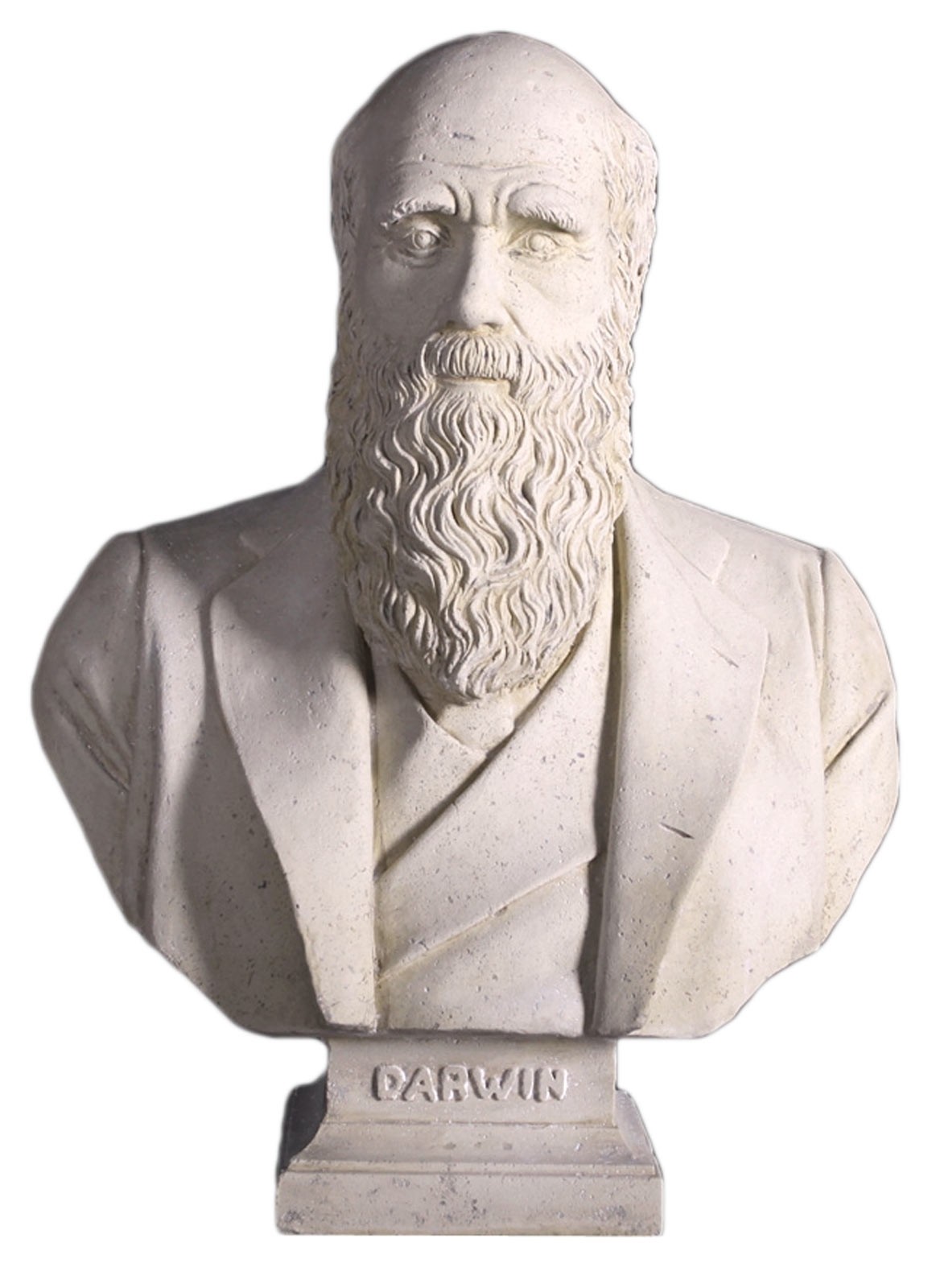 Charles Darwin Bust - Roman Stone Finish