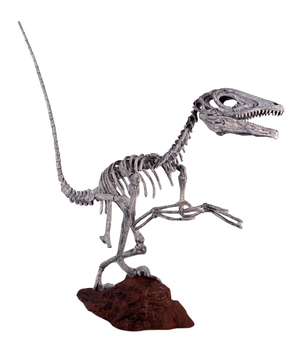 Deinonychus Skeleton