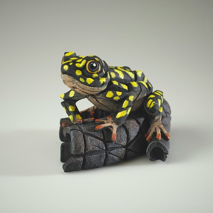 African Tree Frog - Yellow Spot