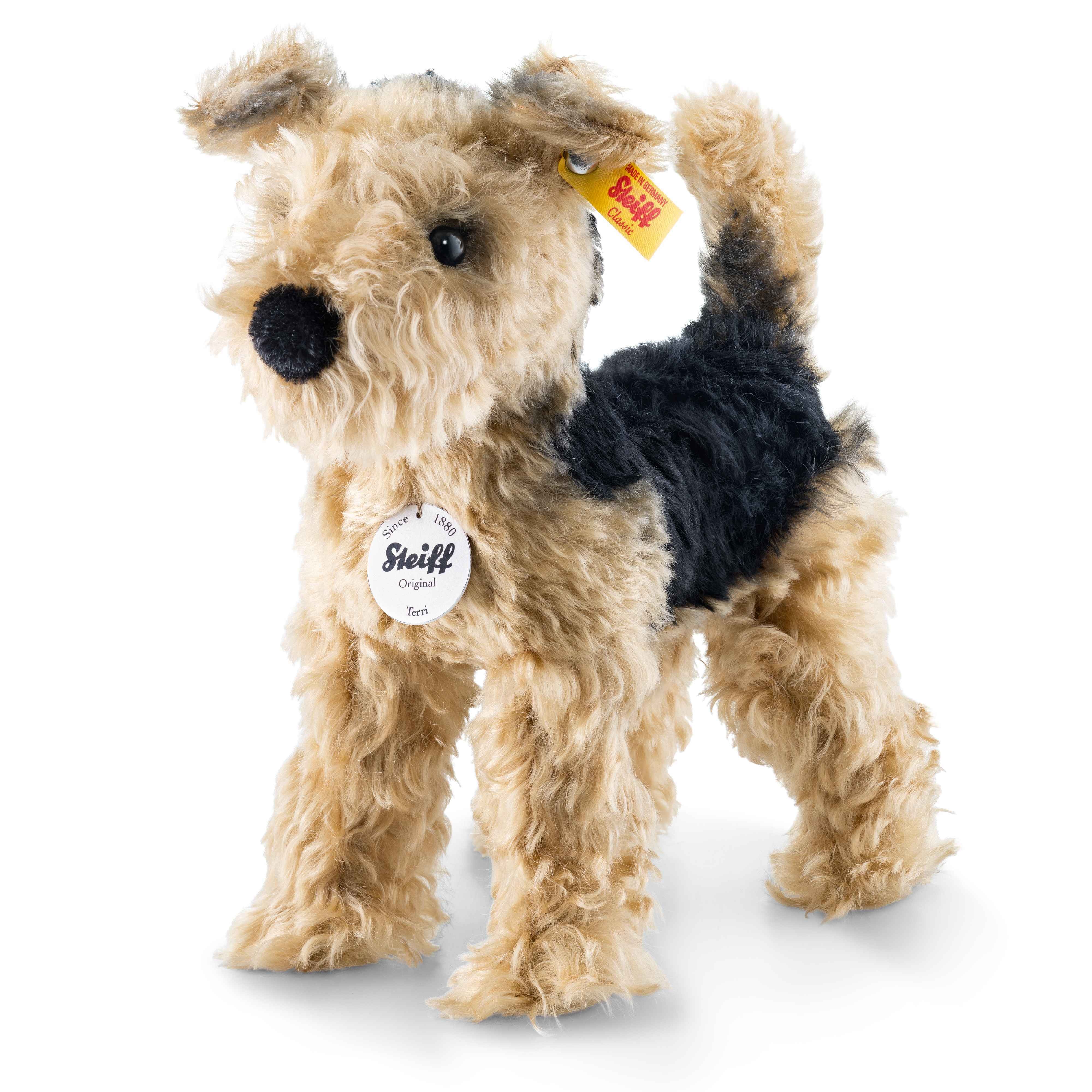 Terri Welsh Terrier