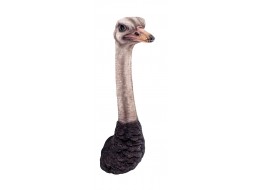 Ostrich Head Wall Art  72cm