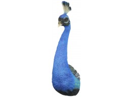 Male Peacock Head Wall Art 68cm