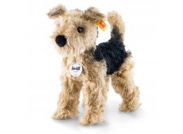 Terri Welsh Terrier