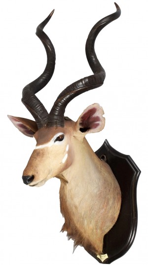 Taxidermy: Zambezi Greater Kudu, Zambia, by Rowland Ward Ltd Large Adult Bull - 158cm