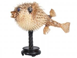 Taxidermy: A Porcupine Puffer Fish - 44cm