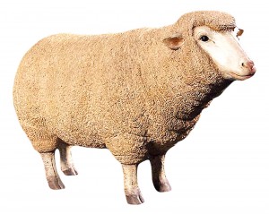 Merino Ewe / Sheep Resin Statue 