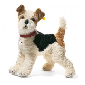 Foxy Fox Terrier