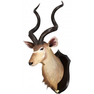 Taxidermy: Zambezi Greater Kudu, Zambia, by Rowland Ward Ltd Large Adult Bull - 158cm