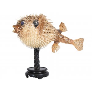 Taxidermy: A Porcupine Puffer Fish - 44cm