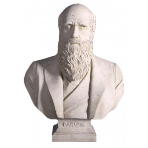 Charles Darwin Bust - Roman Stone Finish