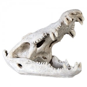 Crocodile Skull - Roman Stone Finish