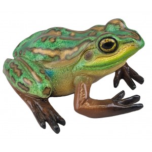 Green and Golden Bell Frog - 35cm